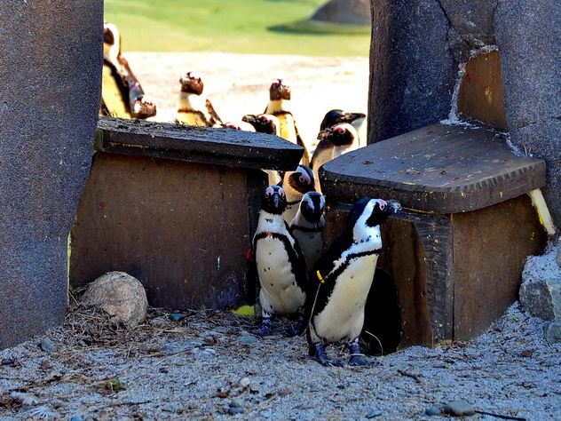Group of penguins - бесплатный image #328511