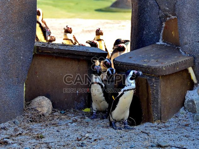 Group of penguins - Free image #328511