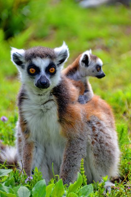 lemur with a baby on her back - Free image #328521