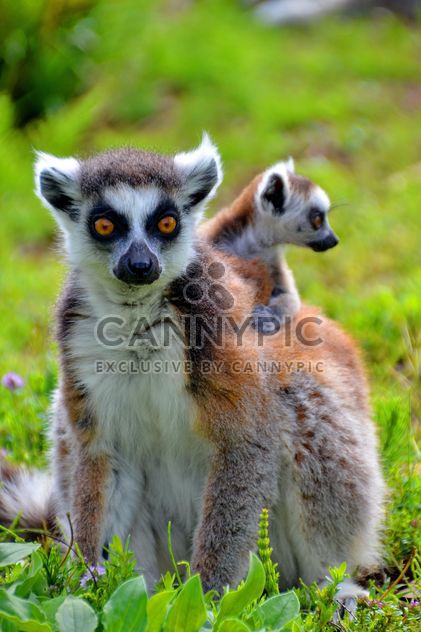 lemur with a baby on her back - image gratuit #328521 
