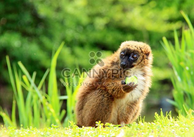 Lemures in park - Free image #328531