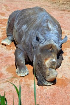 Rhino resting lying on the ground - image #328541 gratis