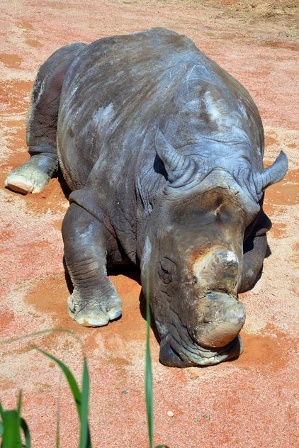 Rhino resting lying on the ground - image gratuit #328541 