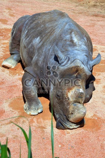 Rhino resting lying on the ground - image gratuit #328541 