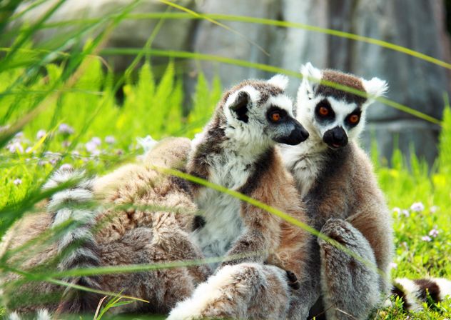 Lemur close up - Free image #328571