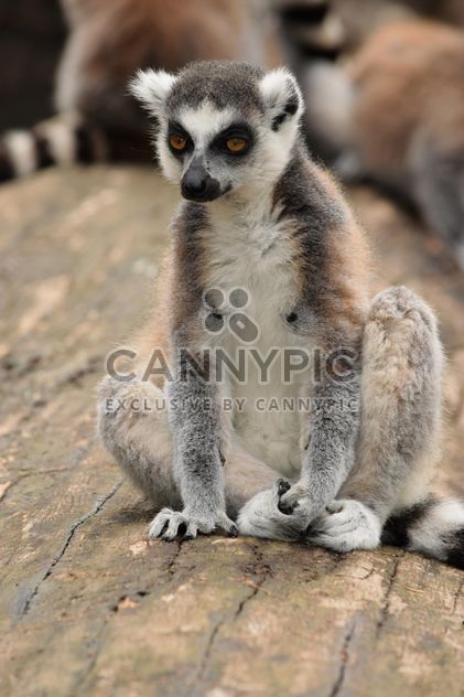 Lemur close up - image #328581 gratis