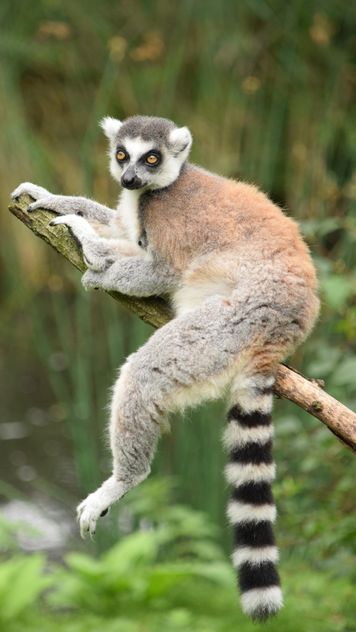 Lemur close up - Free image #328591