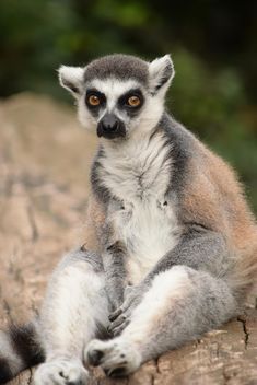 Lemur close up - Free image #328601