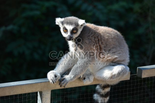 Lemur close up - image gratuit #328621 