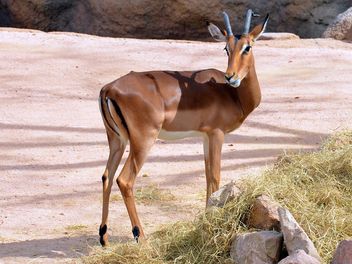 antelope in the park - image #328631 gratis