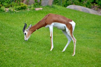 antelope in the park - image #328641 gratis