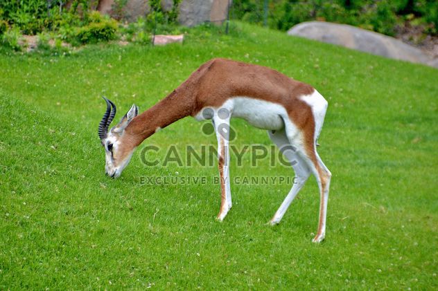 antelope in the park - image #328641 gratis