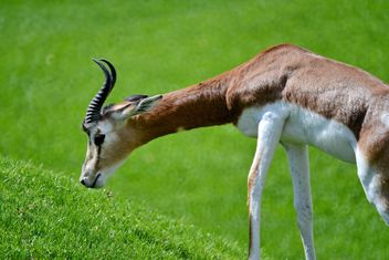 Antelope kid - image #328651 gratis