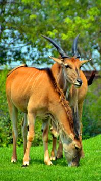 couple of antelope - image #328661 gratis