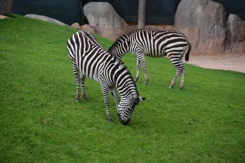 zebras on park lawn - image gratuit #329021 