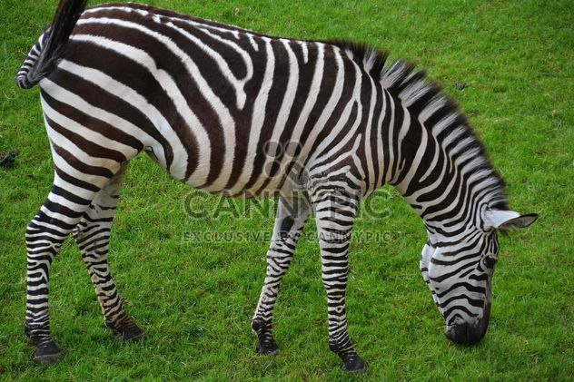 zebras on park lawn - Free image #329031