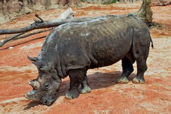 Rhinoceros in park - бесплатный image #329061