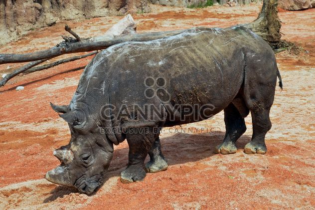 Rhinoceros in park - Free image #329061