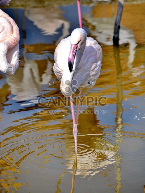 pink flamingo in park - image #329891 gratis