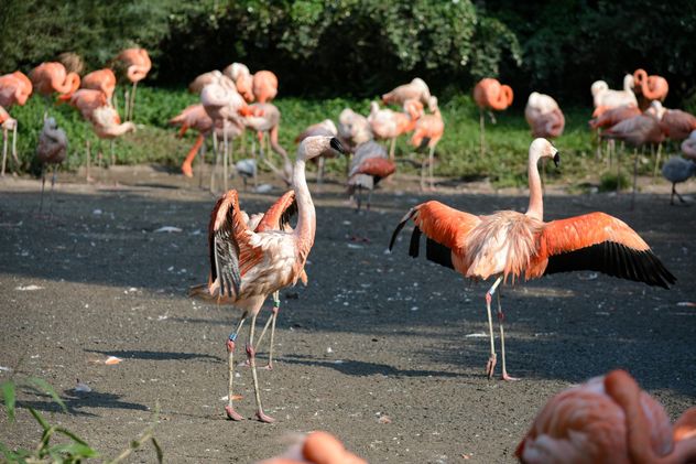 Flamingos in park - Free image #329921