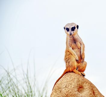Meerkat in park - Free image #330231