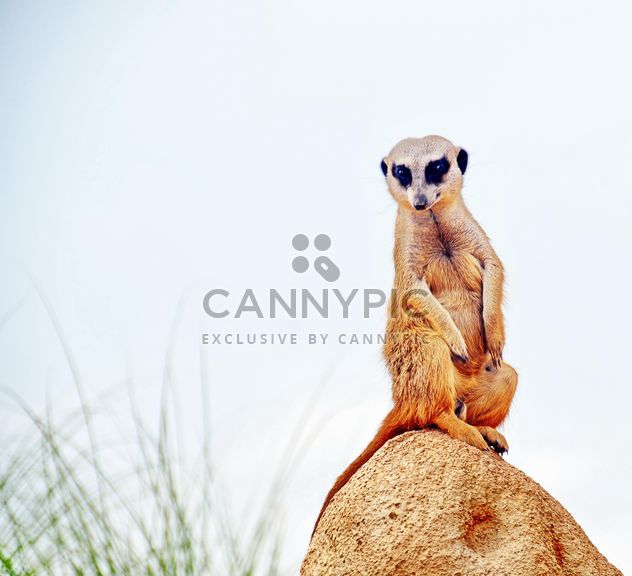 Meerkat in park - Free image #330231