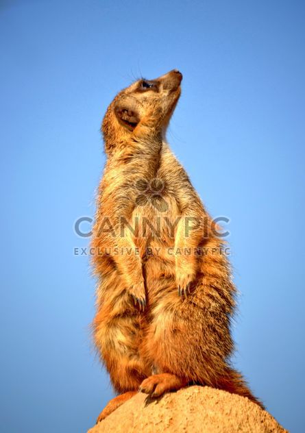 Meerkats in park - Free image #330241