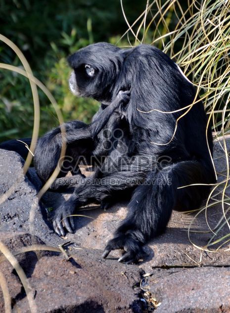 Siamang gibbon female with a cub - Free image #330251