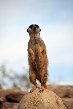 Meerkats in park - Free image #330261