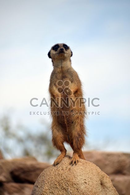 Meerkats in park - Free image #330261
