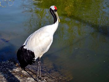 Crane in pond in a park - Free image #330301