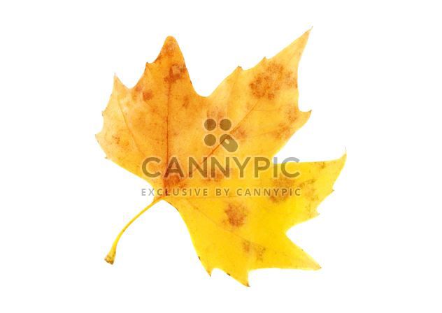 Yellow autumn maple leaf - image #330421 gratis