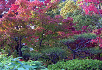 Japan (Kobe-Sorakuen Garden) Autumn fires - Free image #330641