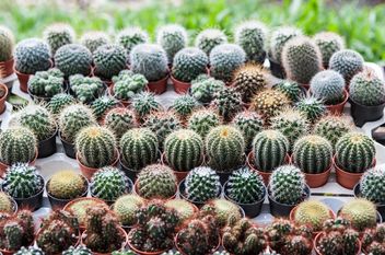 Potted cactuses - бесплатный image #330881