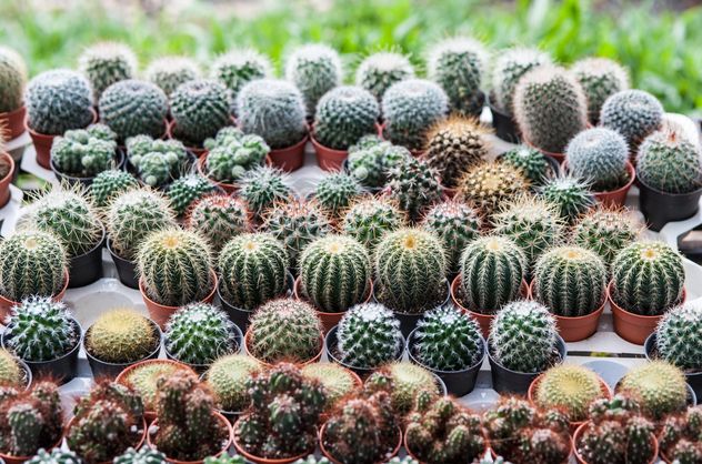 Potted cactuses - Free image #330881