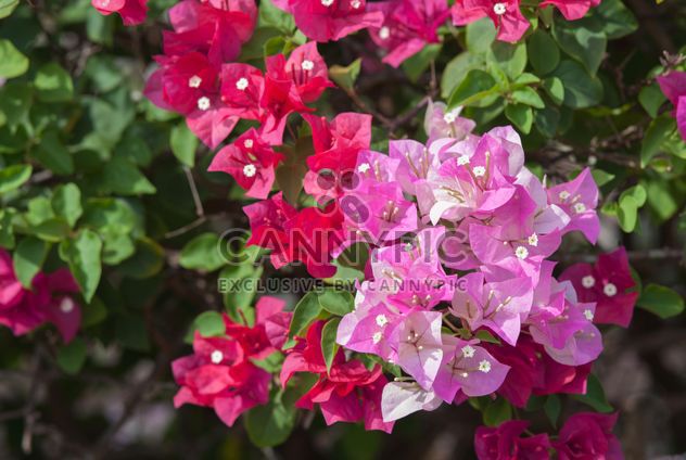 Bright pink bougainvillea bush - image #330891 gratis