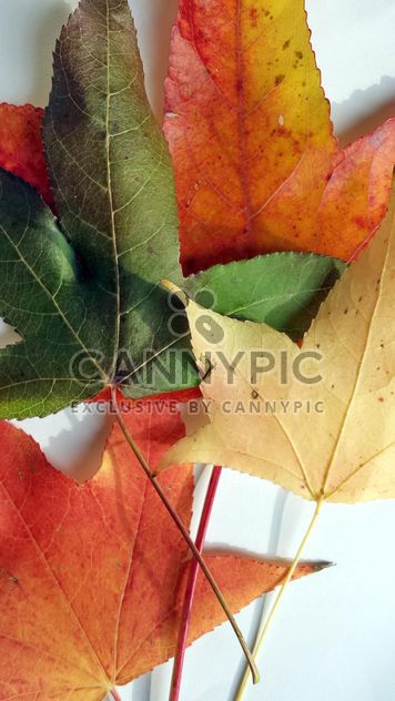 Autumn foliage - image gratuit #330951 