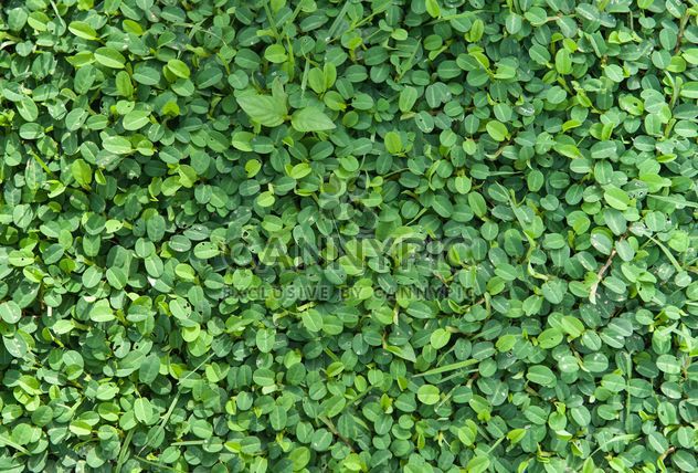 Close up of Green foliage - бесплатный image #330961