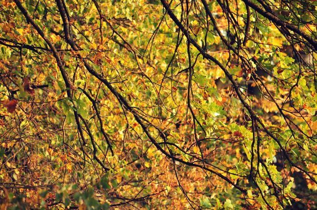 Autumn foliage - Free image #331011