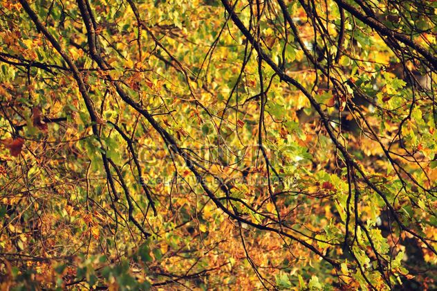 Autumn foliage - image gratuit #331011 