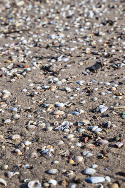 seashells on a sandy beach - бесплатный image #332861