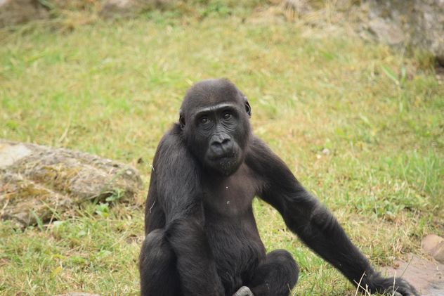 Gorilla rests in park - Free image #333161