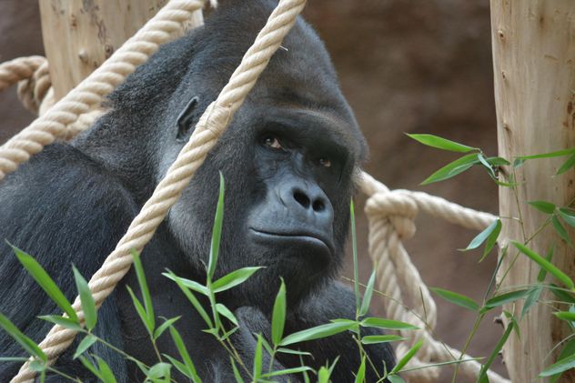 Gorilla on rope clibbing in park - Free image #333201
