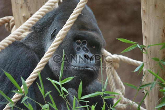 Gorilla on rope clibbing in park - image #333201 gratis