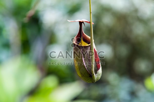 Nepenthes ampullaria, a carnivorous plant - Free image #333271