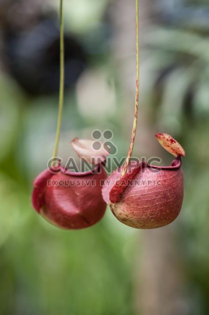 Nepenthes ampullaria, a carnivorous plant - Kostenloses image #333291