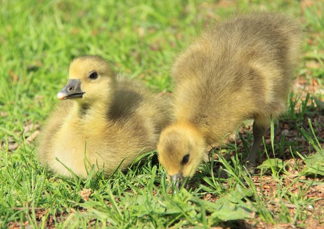 Ducklings on green grass - Free image #333811