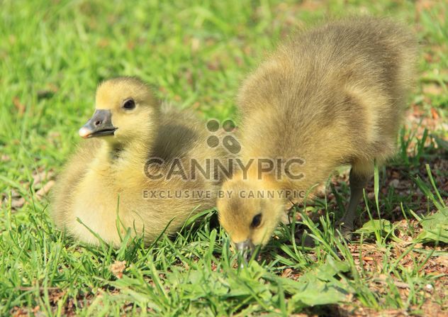 Ducklings on green grass - image #333811 gratis