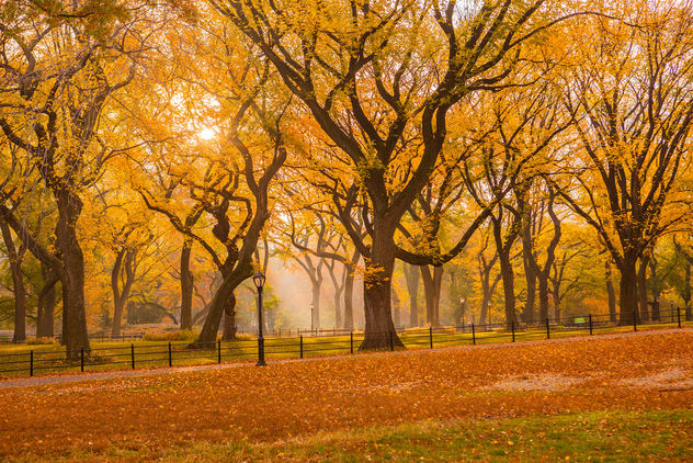 Fall 2015 in Central Park - image #334151 gratis