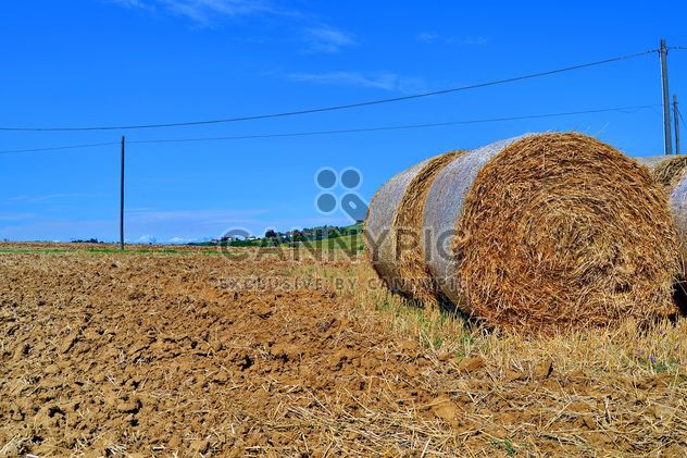 Haystacks, rolled into a cylinders - бесплатный image #334741